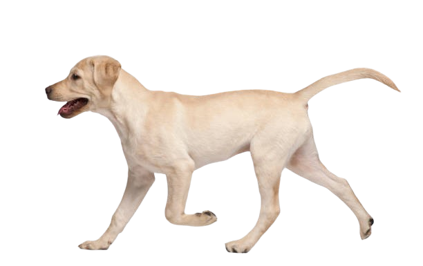 Dog anatomy diagram showing different body parts