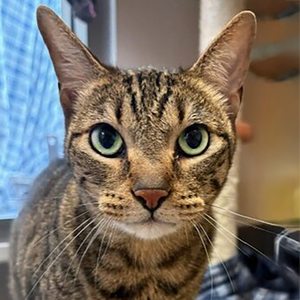 Milton, a gentle cat available for adoption