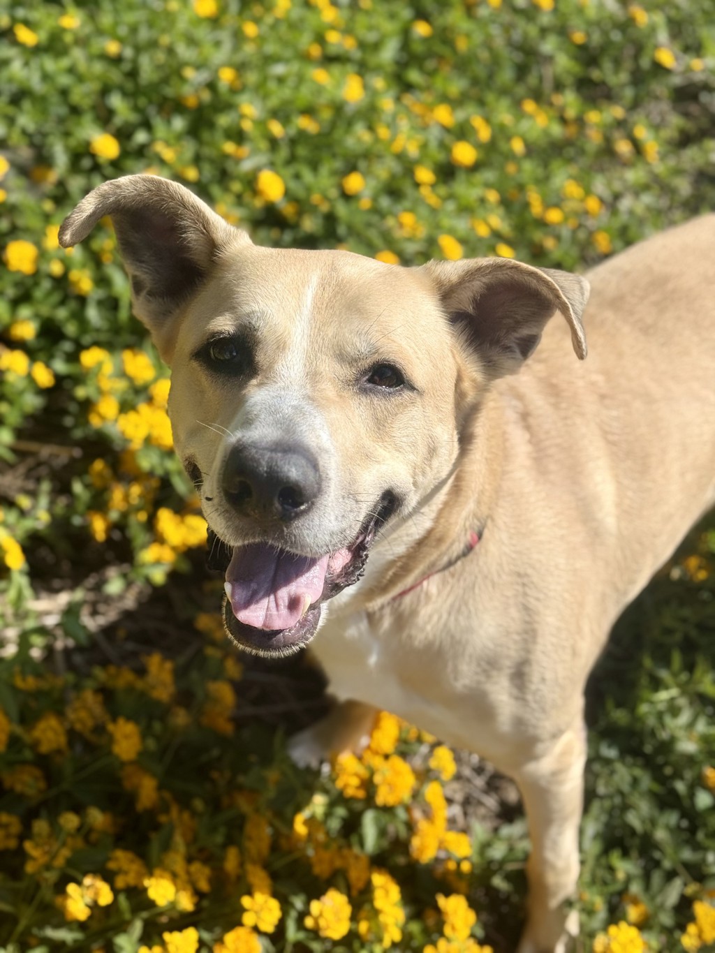 Mulligan, a friendly dog available for adoption